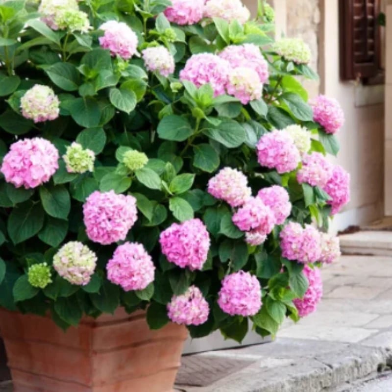 Outdoor Artificial Hydrangea Flowers💐