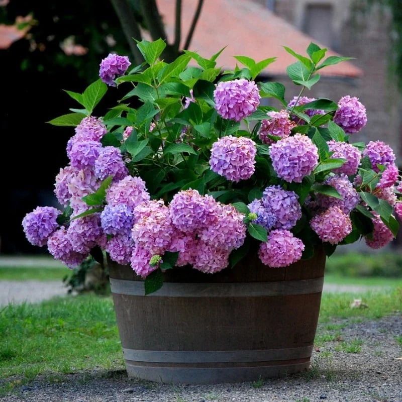 Outdoor Artificial Hydrangea Flowers💐