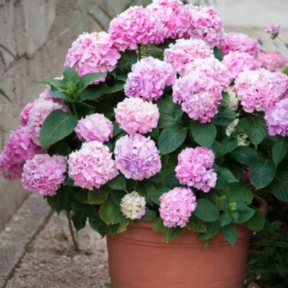 Outdoor Artificial Hydrangea Flowers💐