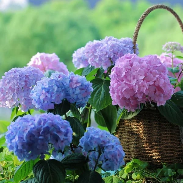 Outdoor Artificial Hydrangea Flowers💐