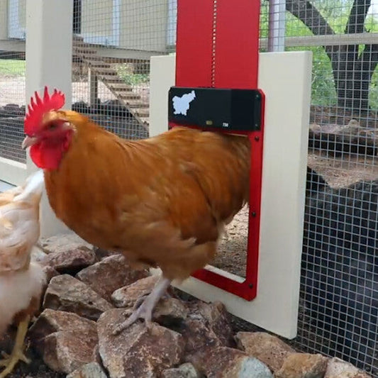 Poultry Farm Automatic Chicken House Door